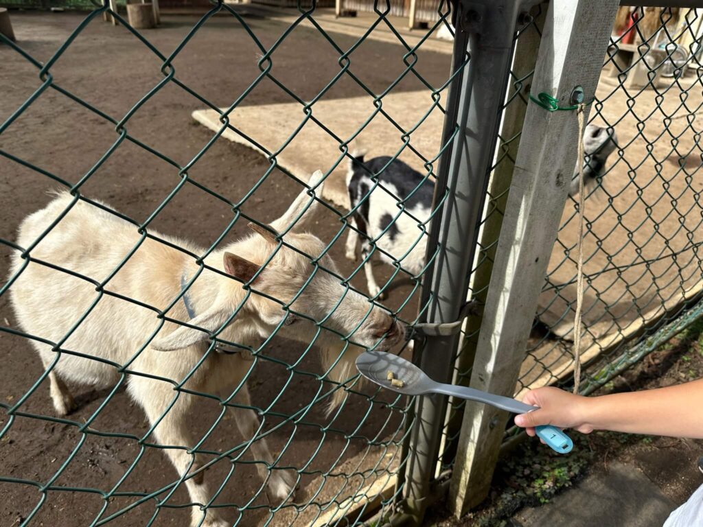 ヤギの餌やりは、スプーンでも可能