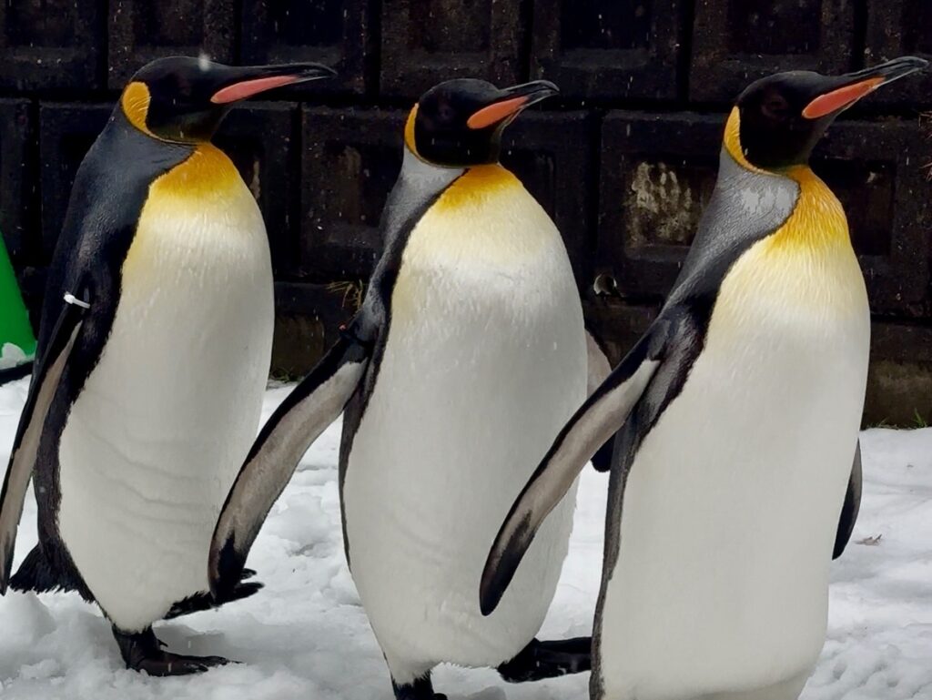 旭山動物園の冬の目玉、ペンギンのお散歩