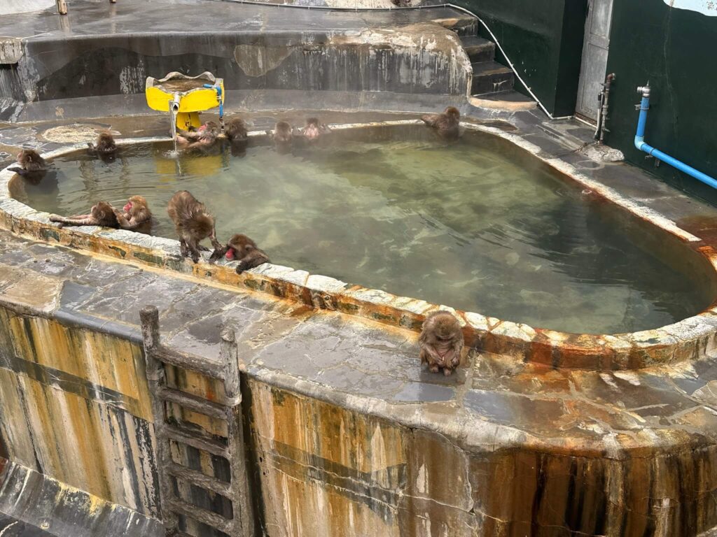 函館市熱帯植物園の温泉に入る猿の様子