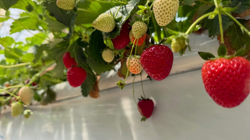 JALAgriportのいちごの様子