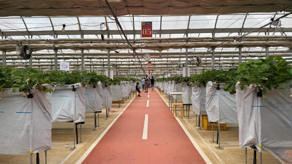 JALAgroportのいちごハウスの様子