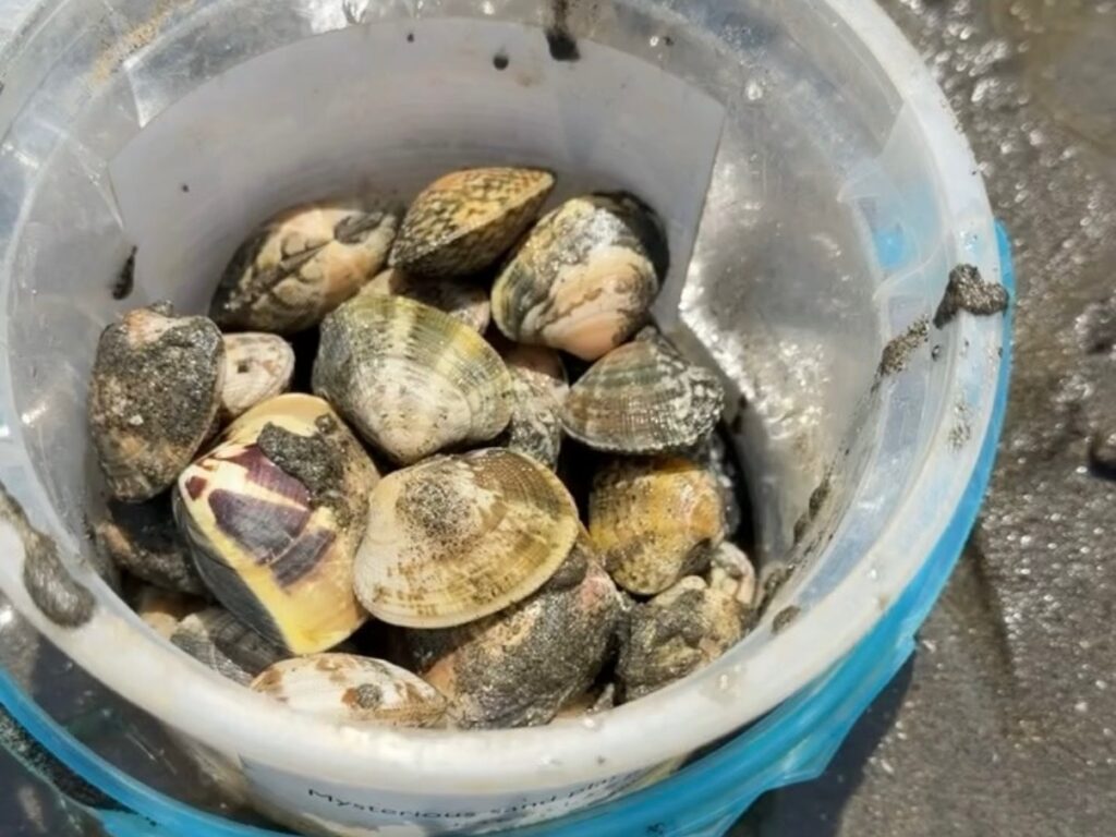 富津海岸で潮干狩りの様子